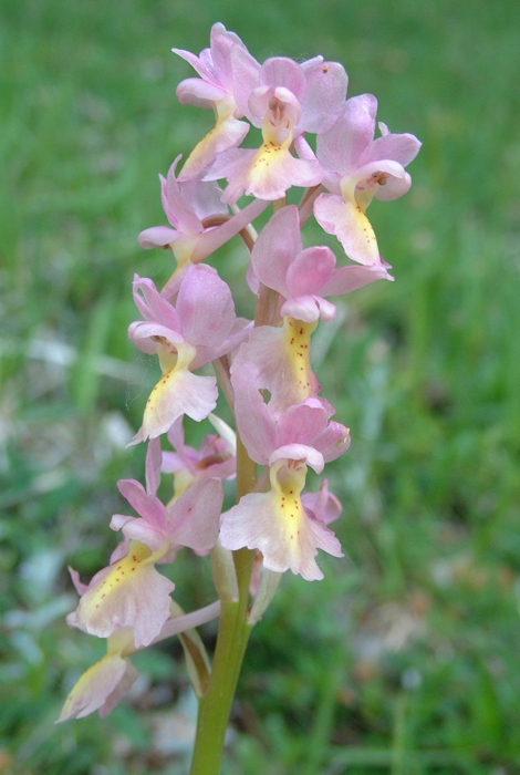 Orchis x colemanii (ibrido: Or. mascula x Or. pauciflora)